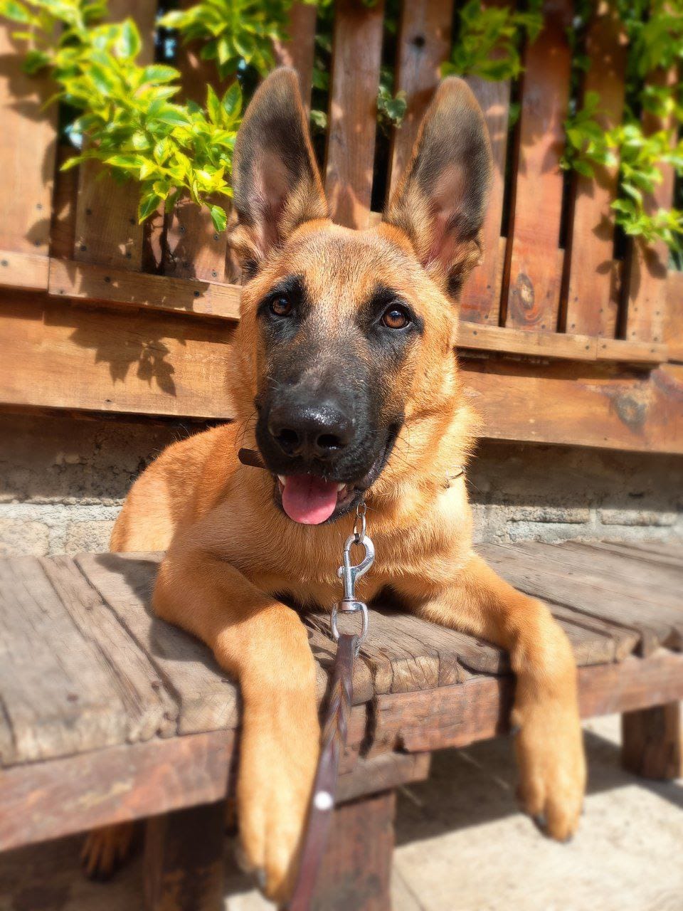 Escuela Canina México