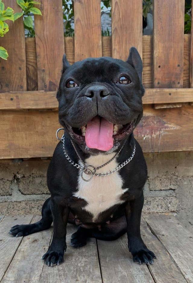 Escuela Canina México