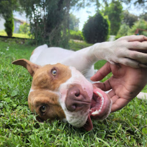 Escuela Canina México | Testimonios